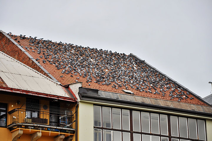 A2B Pest Control are able to install spikes to deter birds from roofs in Peterborough. 