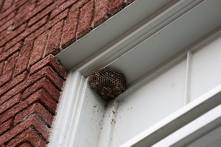 We provide a wasp nest removal service for domestic and commercial properties in Peterborough.